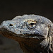 Indonesia, Portrait of Komodo Dragon (Varanus komodoensis)