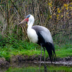 Wattled crane