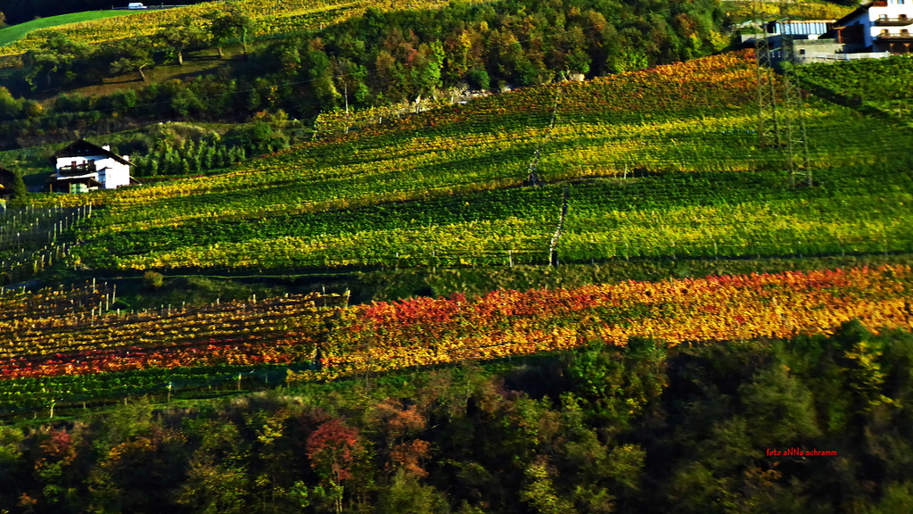 Die Farben des Herbstes in den Weinbergen ...