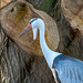 Wattled crane2