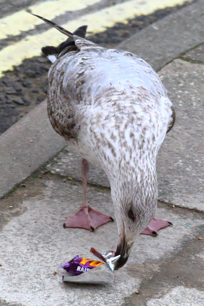 Yorkie. It's not for gulls.