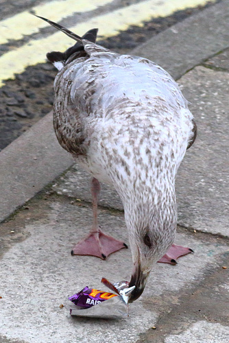 Yorkie. It's not for gulls.