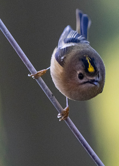 Goldcrest - the smallest bird in Britain