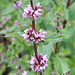 Minze (Mentha)