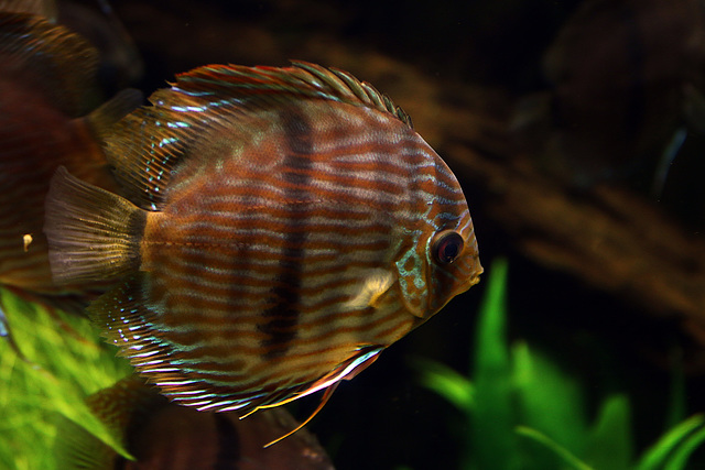 Un discus au Zoo de Beauval .