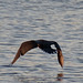 Cormorant liftoff