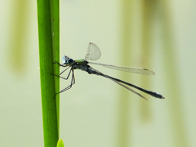 Common Spreadwing m (Lestes sponsa) DSB 1484