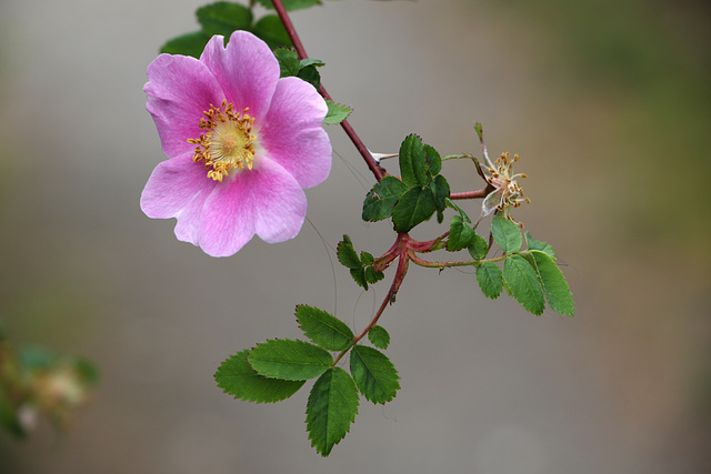 Nootka Rose