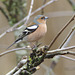 EF7A03469chaffinch