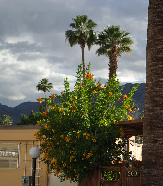 Palm Springs - May rain (#0736)