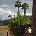 Palm Springs - May rain (#0736)