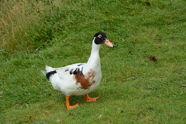 Azores, The Island of Pico, Duck on the Pasture