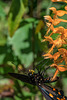 Platanthera ciliaris (Yellow Fringed orchid) and Battus philenor (Pipevine Swallowtail butterfly)