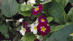 Primulas are also now getting in on the act.