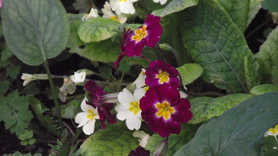 Primulas are also now getting in on the act.