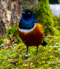 Superb starling