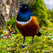 Superb starling