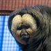 white faced Saki monkey