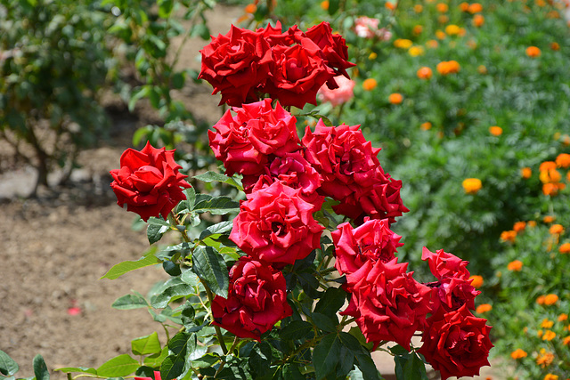 Измаил, Красные Розы в саду "Малой Мечети" / Izmail, Red Roses in the garden of the "Small Mosque"