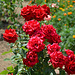 Измаил, Красные Розы в саду "Малой Мечети" / Izmail, Red Roses in the garden of the "Small Mosque"