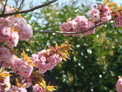 pink blossomed tree spring 2021