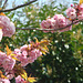 pink blossomed tree spring 2021