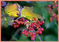 Viburnum Opulus