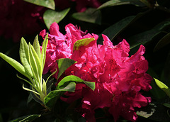 Rhododendronblüte