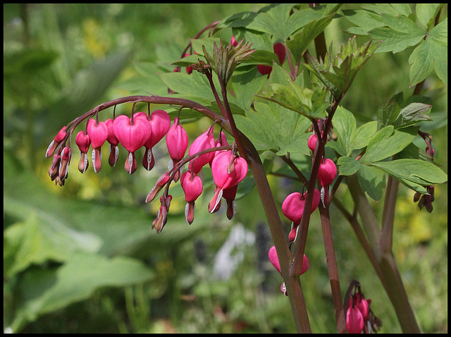 Dicentra spectabilis (1)