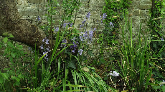 Some bluebells growing all over the place