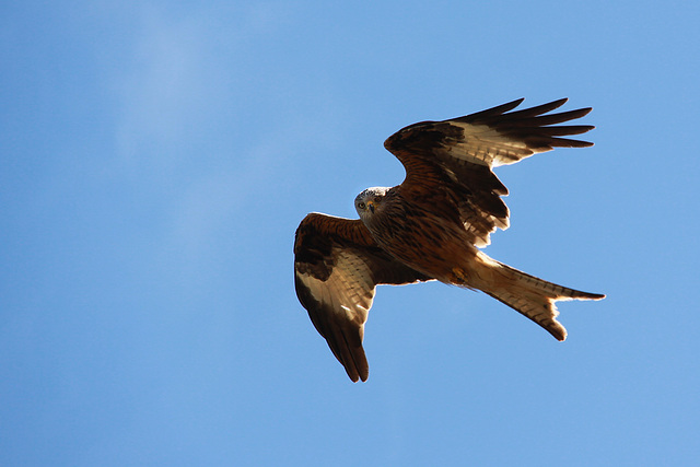 Red Kite flyby