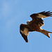 Red Kite flyby