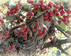 binney-berries1