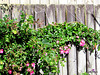 Roses on Fence.