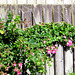 Roses on Fence.