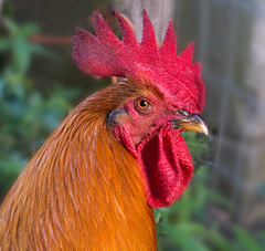 Rooster portrait