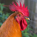 Rooster portrait