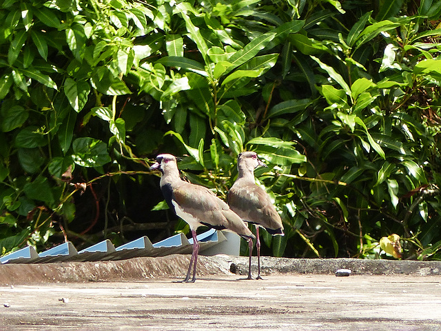 Southern Lapwing / Vanellus chilensis, Trinidad