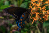 Platanthera ciliaris (Yellow Fringed orchid) and Battus philenor (Pipevine Swallowtail butterfly)