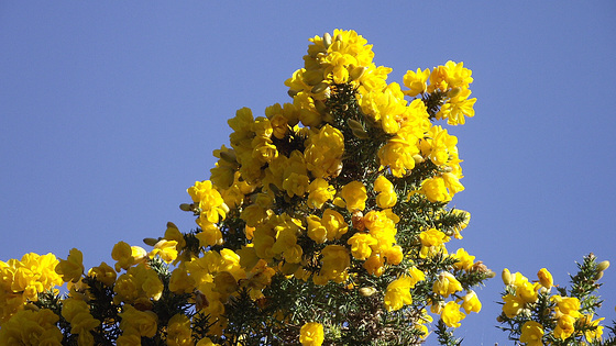 Neighbours' gorgeous gorse bush