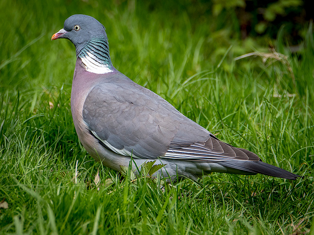 Wood pigeon