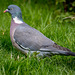 Wood pigeon