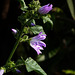 malva silvestre