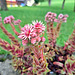 Hauswurz (Sempervivum)
