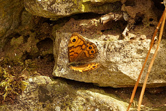 Mauerfuchs in seinem Element