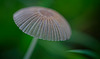 Der Gemeine Scheibchentintling (Parasola plicatilis) in der Wiese :)) The Common Ink Cap (Parasola plicatilis) in the meadow :)) Le Capuchon commun d'encre (Parasola plicatilis) dans le pré :))