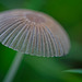 Der Gemeine Scheibchentintling (Parasola plicatilis) in der Wiese :)) The Common Ink Cap (Parasola plicatilis) in the meadow :)) Le Capuchon commun d'encre (Parasola plicatilis) dans le pré :))