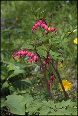 Dicentra spectabilis (2)