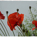 Mohn