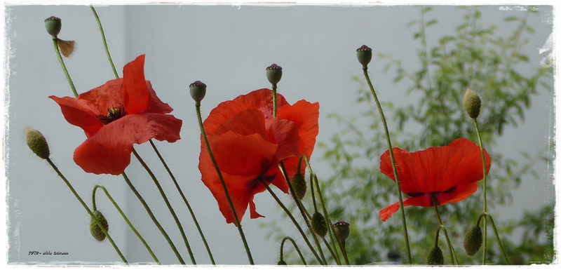 Mohn